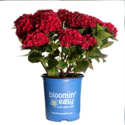 Cherry-Go-Round™ Hydrangea -Nature Grove Shop Cherry Go Round Hydrangea 3