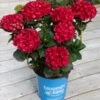 Cherry-Go-Round™ Hydrangea -Nature Grove Shop Cherry Go Round Hydrangea 600x600 9a8c82c4 43ce 437a bba8 038e66559434