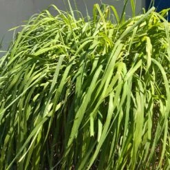 Citronella Grass (Cymbopogon Nardus) -Nature Grove Shop Citronella GRass 4 FGT