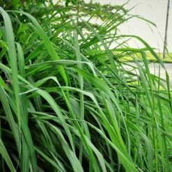 Citronella Grass (Cymbopogon Nardus) -Nature Grove Shop Citronella GRass 5