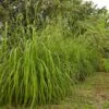 Citronella Grass (Cymbopogon Nardus) -Nature Grove Shop Citronella GRass FGT 600x600 b10313b7 b834 4295 9524 780e9024abec