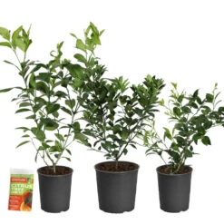 All-in-One Citrus Starter Kit -Nature Grove Shop Citrus Starter Kit 2