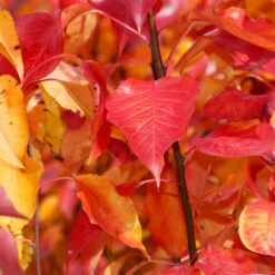 Cleveland Pear Tree 12 Cleveland Pear Tree -Nature Grove Shop Cleveland Pear 9 FGT