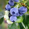 Climax Blueberry - USDA Organic 2 Climax Blueberry - USDA Organic -Nature Grove Shop Climax Blueberry 600x600 61e14c7f 535b 4e21 94de 3e06b5d914ce