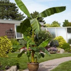 Cold Hardy Banana Tree -Nature Grove Shop Cold Hardy Banana Tree 1
