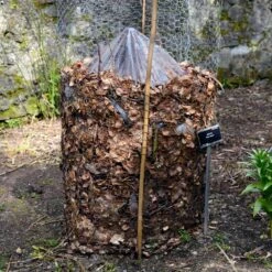 Cold Hardy Banana Tree -Nature Grove Shop Cold Hardy Banana Tree FGT 3