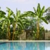 Cold Hardy Banana Tree -Nature Grove Shop Cold Hardy Banana Tree FGT 600x600 2d27ad16 d574 4d6a 8669 7a29af9ca83c