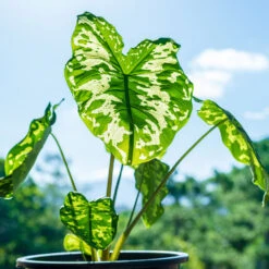 Colocasia 'Hilo Beauty' 8 Colocasia 'Hilo Beauty' -Nature Grove Shop Colocasia Hilo beauty 1