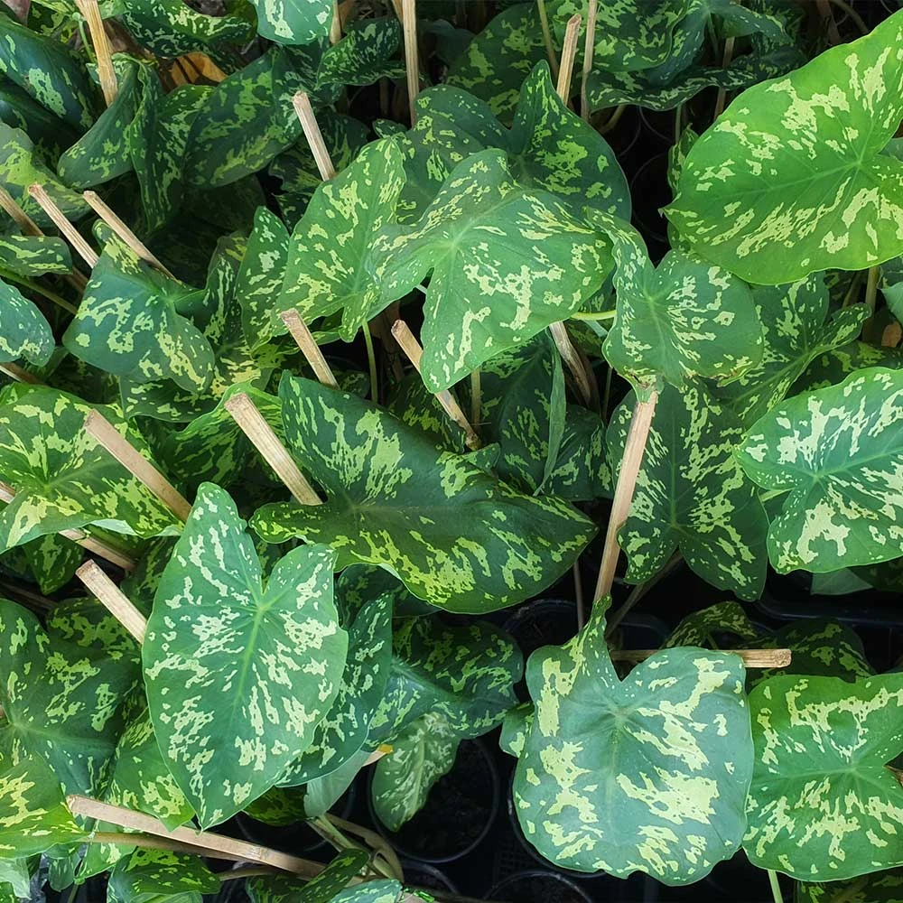 Colocasia 'Hilo Beauty' 6 Colocasia 'Hilo Beauty' - Image 4