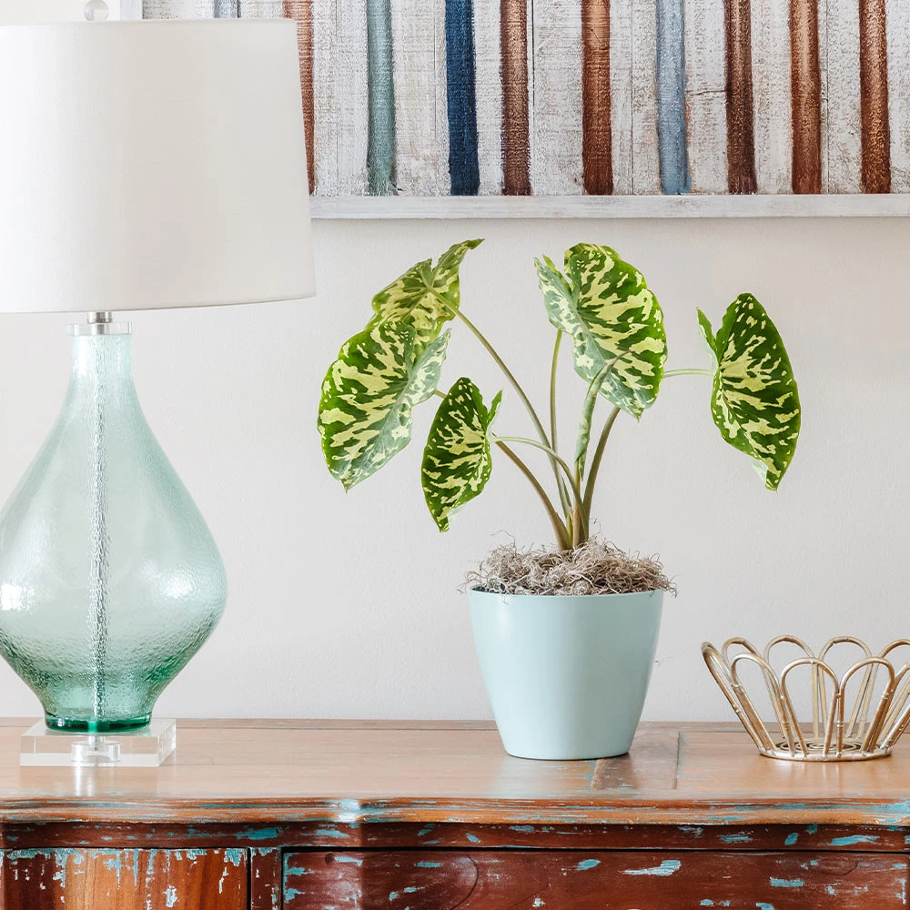 Colocasia 'Hilo Beauty' 4 Colocasia 'Hilo Beauty' - Image 2