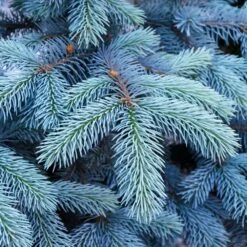 Colorado Blue Spruce Tree 9 Colorado Blue Spruce Tree -Nature Grove Shop Colorado BLue Spruce 1 FGT