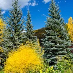 Colorado Blue Spruce Tree 8 Colorado Blue Spruce Tree -Nature Grove Shop Colorado BLue Spruce 4 FGT