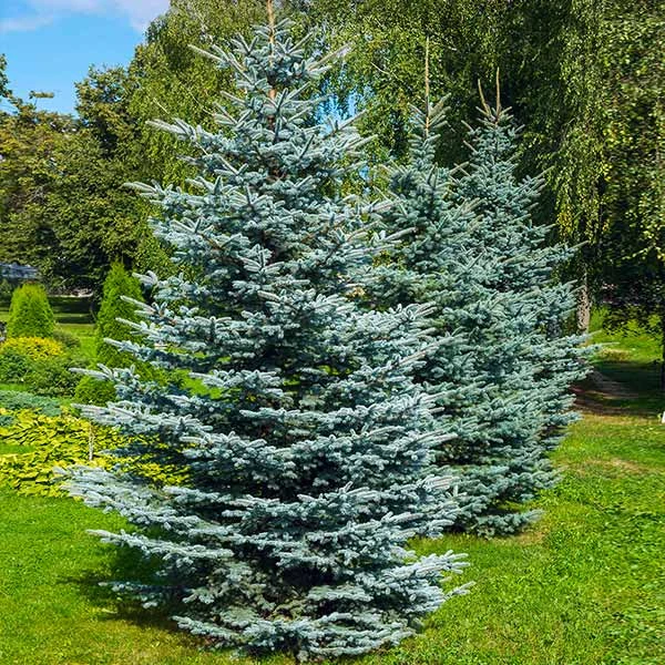 Colorado Blue Spruce Tree 3 Colorado Blue Spruce Tree