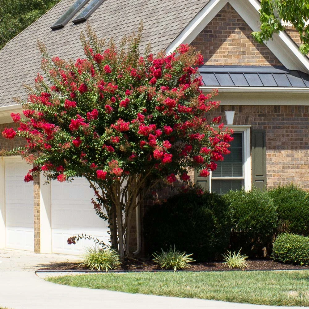Colorama™ Scarlet Crape Myrtle Tree 4 Colorama™ Scarlet Crape Myrtle Tree - Image 2