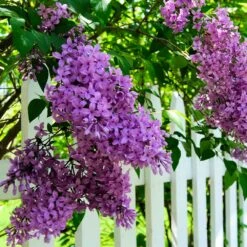 Common Purple Lilac -Nature Grove Shop Common Purple Lilac 3