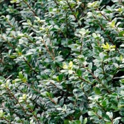 Compacta Japanese Holly Shrub 7 Compacta Japanese Holly Shrub -Nature Grove Shop Compacta Holly 2