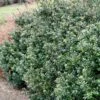 Compacta Japanese Holly Shrub 2 Compacta Japanese Holly Shrub -Nature Grove Shop Compacta Holly 600x600 e05b0316 28ef 4fcf 94c4 5087edca450f