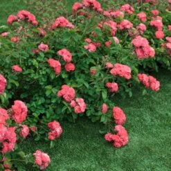 Coral Drift® Rose -Nature Grove Shop Coral Drift Rose 2 FGT
