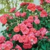 Coral Drift® Rose -Nature Grove Shop Coral Drift Rose FGT 600x600 7aa61bda abb9 40dd 8f10 9dd3d5869106