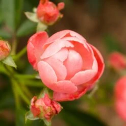 Coral Knock Out® Rose Shrub -Nature Grove Shop Coral Knockout Rose 2 FGT