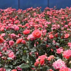 Coral Knock Out® Rose Shrub -Nature Grove Shop Coral Knockout Rose 3 FGT