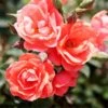 Coral Knock Out® Rose Shrub -Nature Grove Shop Coral Knockout Rose FGT 600x600 648fed75 c4bc 4987 93a6 de7b93aadabc