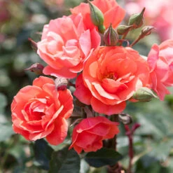 Coral Knock Out® Rose Tree 7 Coral Knock Out® Rose Tree -Nature Grove Shop Coral Knockout Rose Tree 1