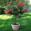 Coral Knock Out® Rose Tree -Nature Grove Shop Coral Knockout Rose Tree 600x600 05e0cc69 e956 4022 80fb c98c8cc707a2