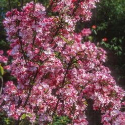 Coralburst® Crabapple -Nature Grove Shop Coralbust Crabapple 1