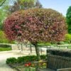 Coralburst® Crabapple -Nature Grove Shop Coralbust Crabapple 600x600 702b7c92 3bbe 4840 a2aa e218de65b3bb