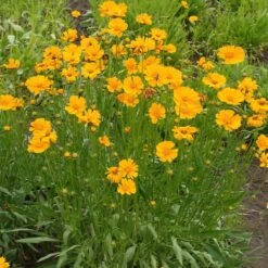 Nana Coreopsis (Tickseed) Plant 9 Nana Coreopsis (Tickseed) Plant -Nature Grove Shop Coreopsis Nana 1