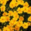 Nana Coreopsis (Tickseed) Plant -Nature Grove Shop Coreopsis Nana 600x600 3216ecdb 069d 476d 8860 390f66c2a251