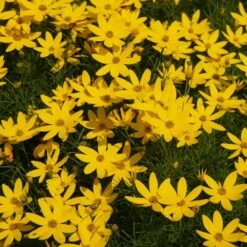Threadleaf Coreopsis Plant -Nature Grove Shop Coreopsis Zagreb 1