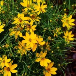 Threadleaf Coreopsis Plant -Nature Grove Shop Coreopsis Zagreb 3 FGT