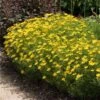 Threadleaf Coreopsis Plant -Nature Grove Shop Coreopsis Zagreb FGT 600x600 508dfc5b 31d0 4725 bf88 cbef6fa5488c
