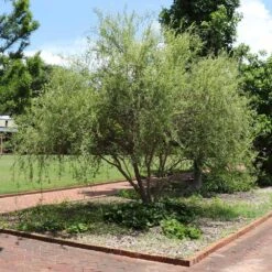 Corkscrew Willow Tree -Nature Grove Shop Corkscrew Willow 1