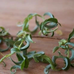 Corkscrew Willow Tree -Nature Grove Shop Corkscrew Willow 2