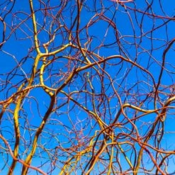 Corkscrew Willow Tree -Nature Grove Shop Corkscrew Willow 6