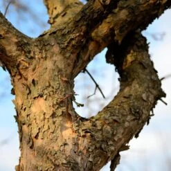 Cornelian Cherry Dogwood Tree 15 Cornelian Cherry Dogwood Tree -Nature Grove Shop Cornelian Cherry Dogwood