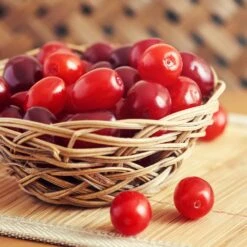 Cornelian Cherry Dogwood Tree 12 Cornelian Cherry Dogwood Tree -Nature Grove Shop Cornelian Cherry Dogwood 1 FGT