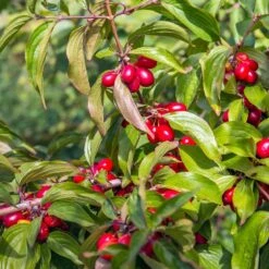 Cornelian Cherry Dogwood Tree 11 Cornelian Cherry Dogwood Tree -Nature Grove Shop Cornelian Cherry Dogwood 2 FGT