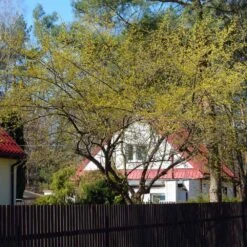 Cornelian Cherry Dogwood Tree 14 Cornelian Cherry Dogwood Tree -Nature Grove Shop Cornelian Cherry Dogwood 4 FGT