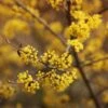 Cornelian Cherry Dogwood Tree