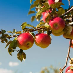 Honeycrisp™ & Cortland Twisted Apple Tree -Nature Grove Shop Cortland