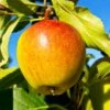 Cox's Orange Pippin Apple Tree 2 Cox's Orange Pippin Apple Tree -Nature Grove Shop Coxs Orange Pippen FGT 600x600 65b7eab2 8aba 4949 9b04 4b7cb624ed71