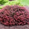 Crimson Pygmy Barberry Shrub -Nature Grove Shop Crimson Pygmy Barberry 2 FGT