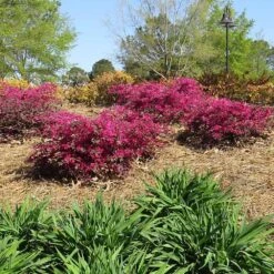 Crimson Fire™ Loropetalum 8 Crimson Fire™ Loropetalum -Nature Grove Shop Crimson Fire Loropetalum 1