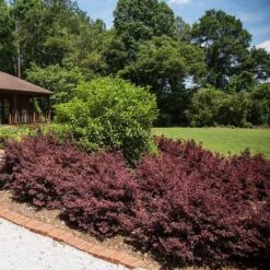 Crimson Fire™ Loropetalum 9 Crimson Fire™ Loropetalum -Nature Grove Shop Crimson Fire Loropetalum 3