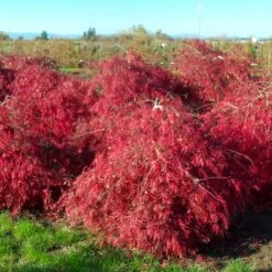 Crimson Queen Japanese Maple -Nature Grove Shop Crimson Queen Japanese Maple 2