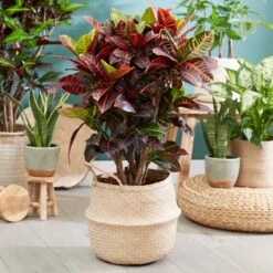 Sunset Hues House Plant Kit -Nature Grove Shop Croton Petra 1 FGT 445f7f6a 00f4 451b a6b3 3f52129ac266
